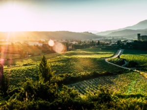 From the vineyard to the glass: this is how Remírez de Ganuza wines are produced
