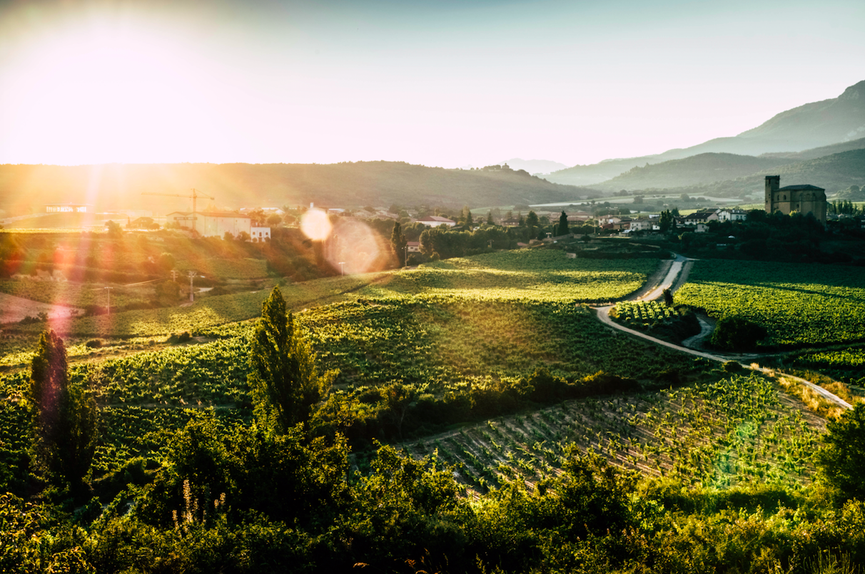 From the vineyard to the glass: this is how Remírez de Ganuza wines are produced