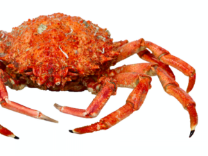 Sagastume, San Sebastián’s new seafood shop, is the crown jewel of a long-standing line of fishmongers