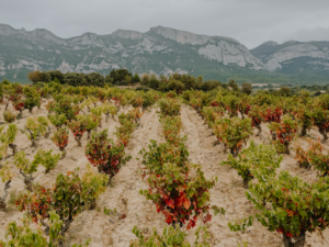 Bodegas Ysios presenta las últimas creaciones del enólogo Roberto Vicente