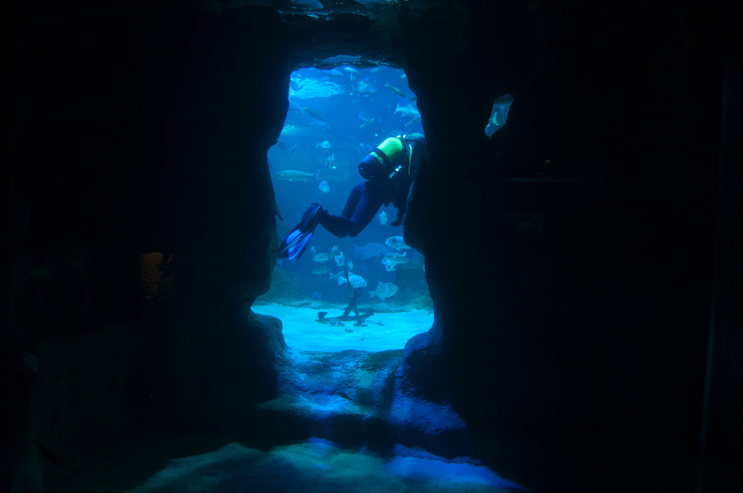 Do you want to swim with sharks? In San Sebastián you can