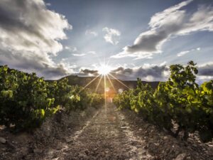 These are the best premium excursions to enjoy glass in hand