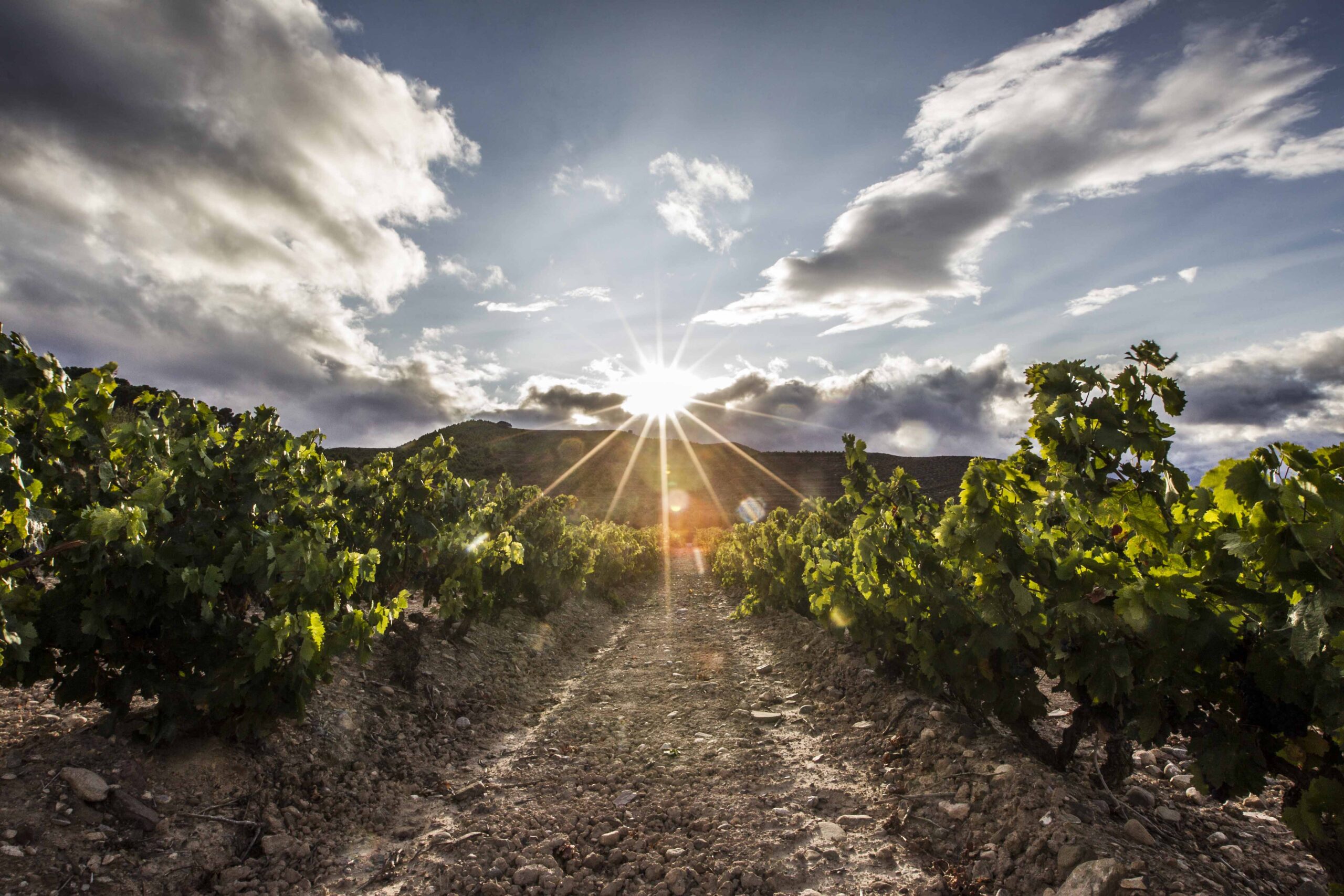 These are the best premium excursions to enjoy glass in hand