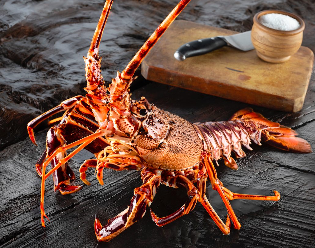 Where to buy the best sustainably caught fish