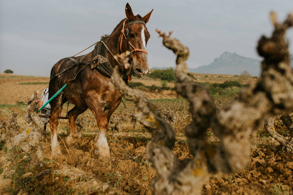Bodegas Ysios presenta Finca El Nogal, un vino único nacido en un Viñedo Singular