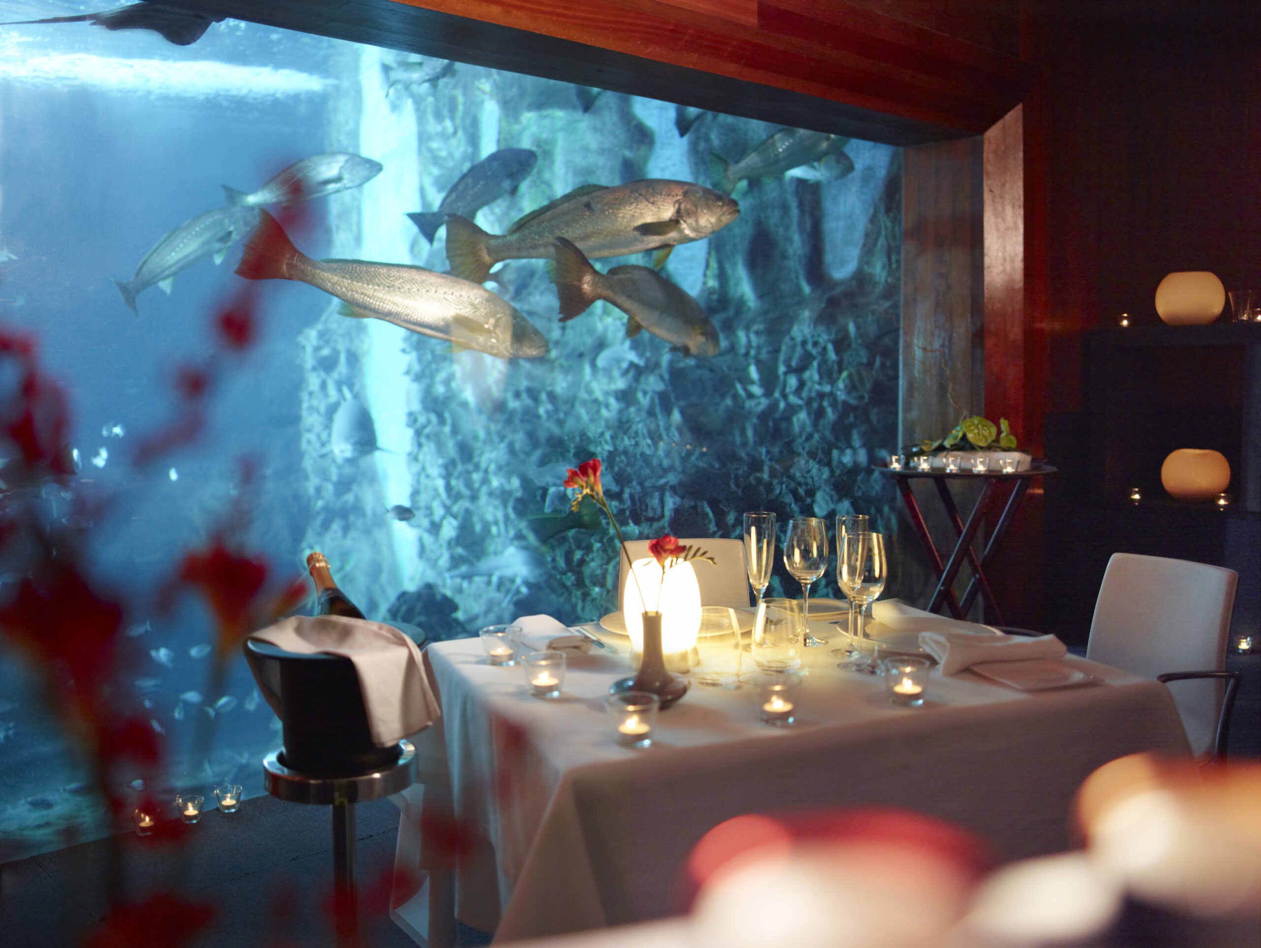 Aquarium San Sebastián: mucho más que un museo de joyas marinas
