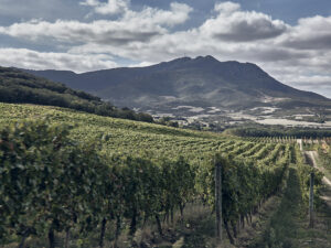 Arínzano: discover the oldest wine-growing estate in Spain