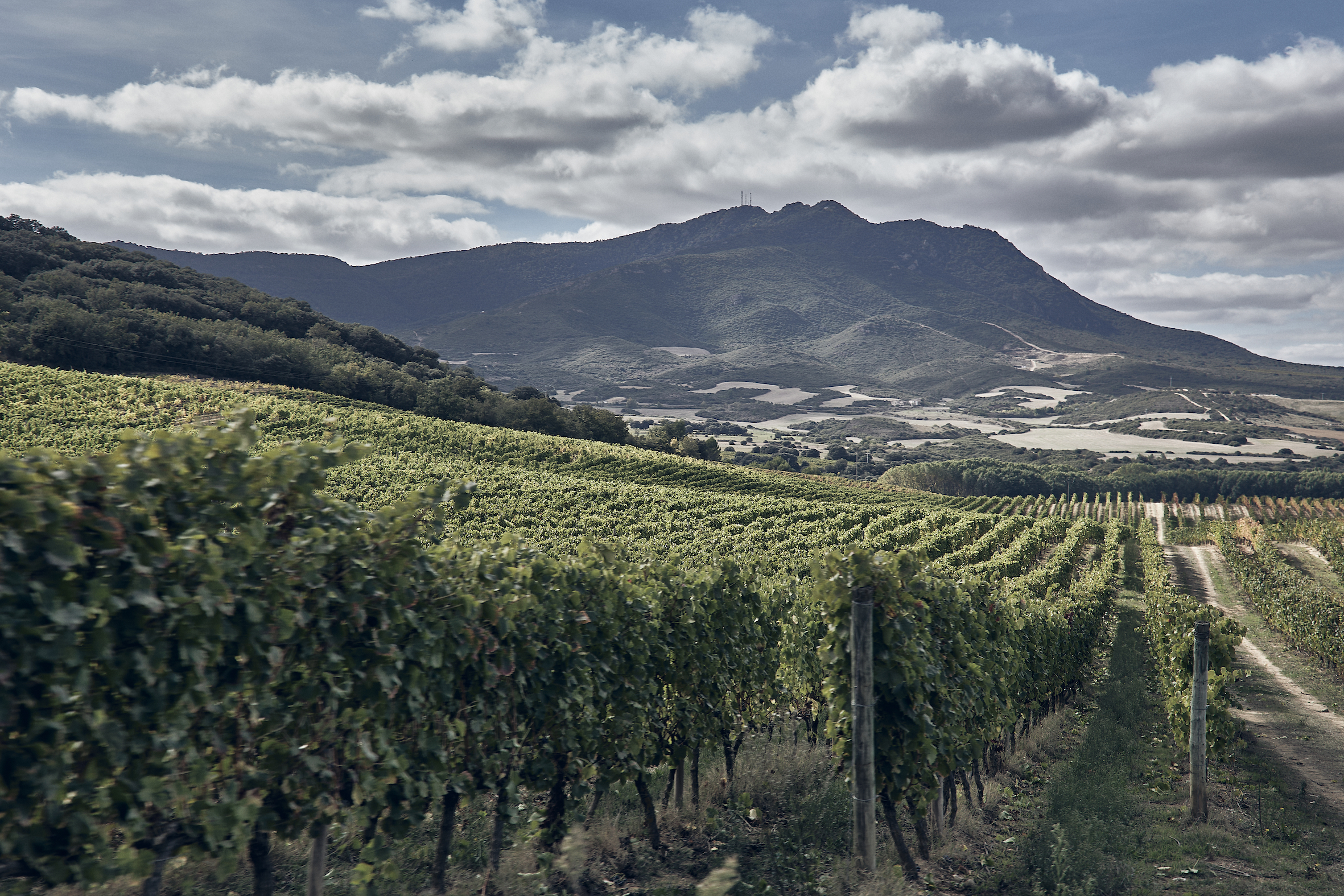 Arínzano: discover the oldest wine-growing estate in Spain