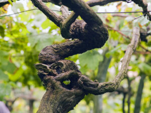 Getariako Txakolina: the essence of the Cantabrian Sea in a light wine to share