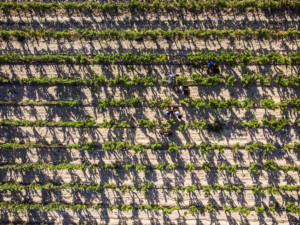 Remírez de Ganuza: complex, elegant, balanced wines in the heart of the Rioja Alavesa region