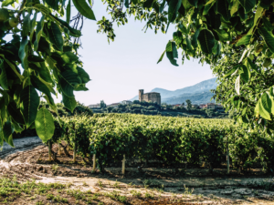 Remírez de Ganuza: vinos complejos, elegantes, equilibrados en el corazón de la Rioja Alavesa