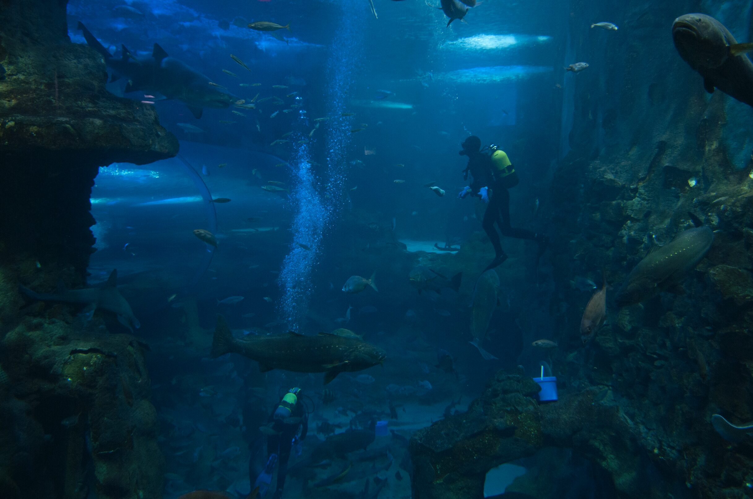 Aquarium San Sebastián: veinte mil leguas de viaje submarino
