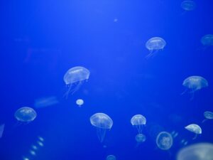 San Sebastián Aquarium: twenty thousand leagues of underwater exploration