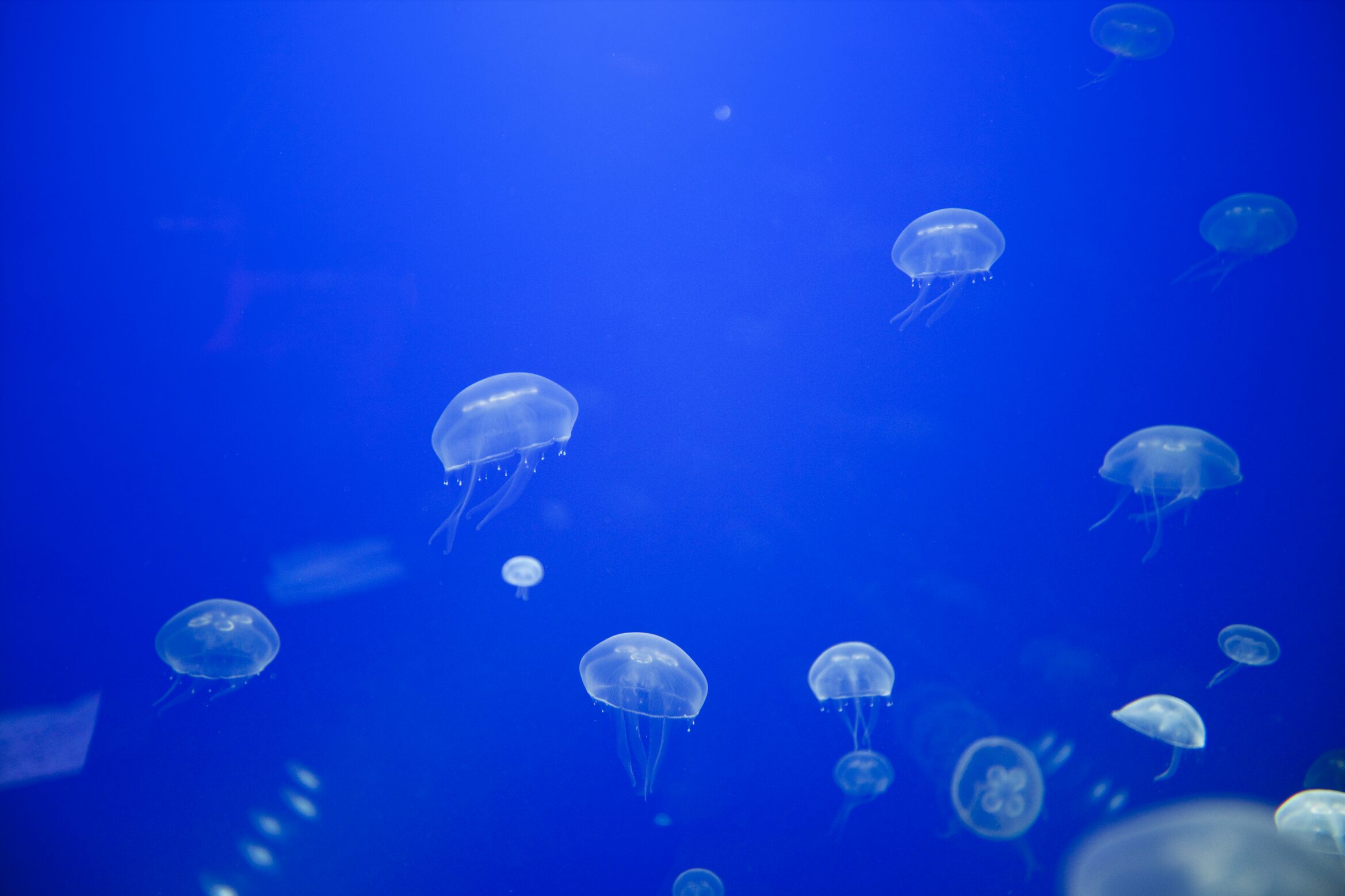San Sebastián Aquarium: twenty thousand leagues of underwater exploration
