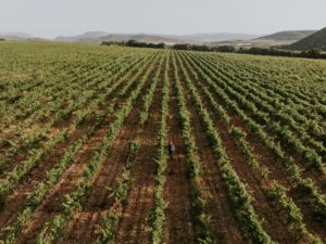 Arínzano: we visit the oldest winery in Spain