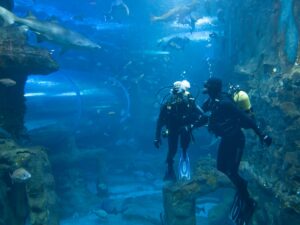 El Aquarium de San Sebastián diseña una visita VIP que incluye el acompañamiento de un guía experto, un aperitivo y nadar entre tiburones