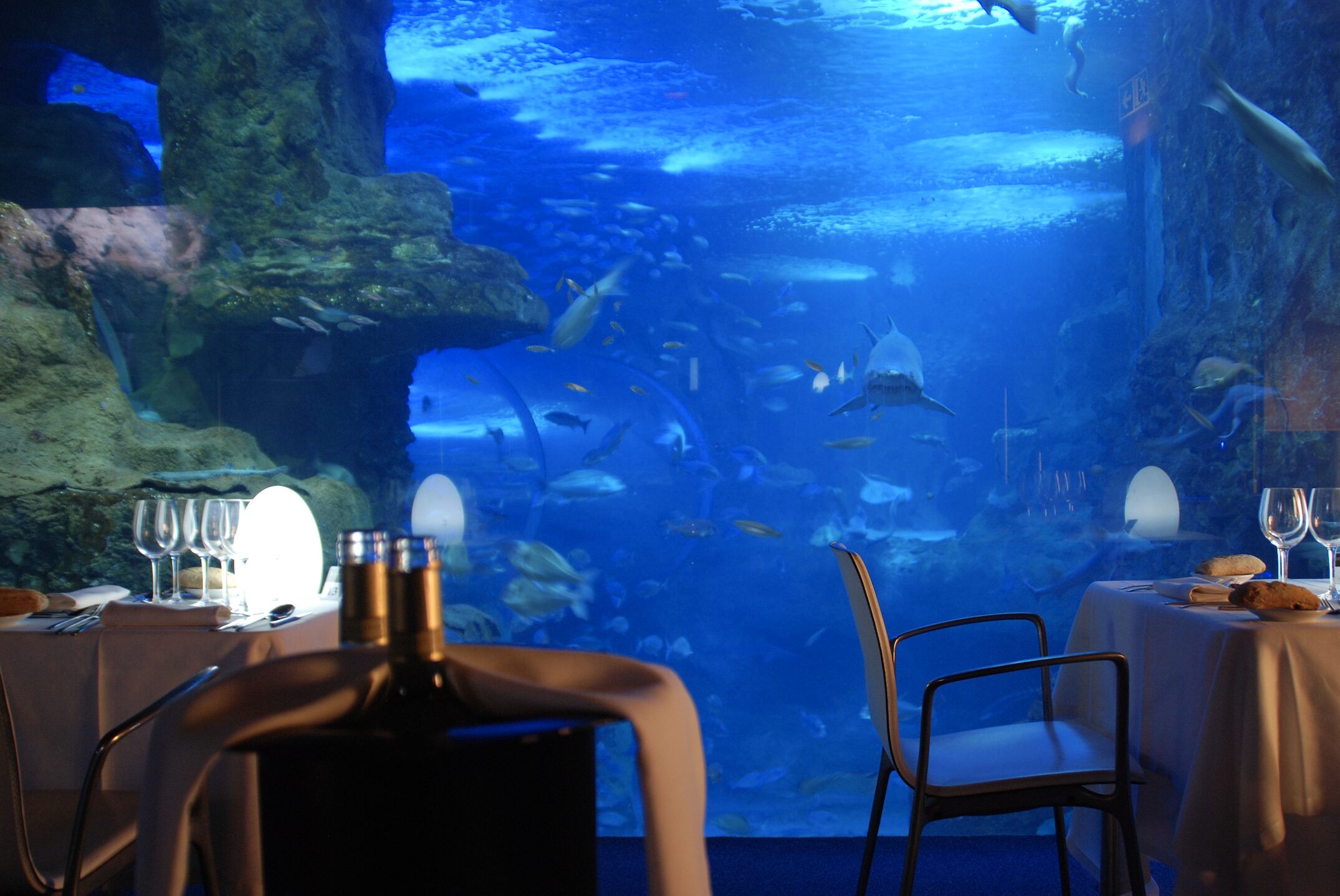 The San Sebastián Aquarium has designed a VIP visit that includes an expert guide, an aperitif, and a “swimming among sharks” experience