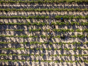 Remírez de Ganuza: this winery’s continuous search for excellence and its commitment to quality has led it to achieve extraordinary recognition around the world