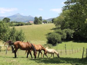 Machoenïa: A Distinctive Setting for Corporate Events with Character